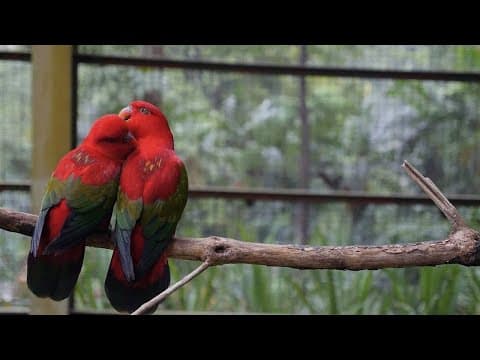 Principle of Dual Aspects